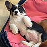 Maite is registered to the contest to win money with this photo: animal, bed, black, brown, canine, cozy, cute, dog, ears, floor, fur, indoor, lying_down, paws, pet, pink, puppy, relaxed, white, young