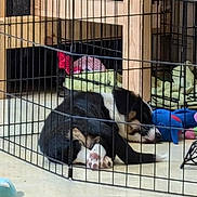 Maite joined the competition — help win amazing prizes! animal, black, blanket, brown, cage, cozy, dog, floor, home, indoor, paw, peaceful, pet, playpen, quiet, resting, sleeping, toy, white, wooden_furniture