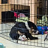 animal, black, blanket, brown, cage, cozy, dog, floor, home, indoor, paw, peaceful, pet, playpen, quiet, resting, sleeping, toy, white, wooden_furniture