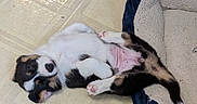 Maite is registered to the contest to win money with this photo: animal, belly, black, brown, cute, dog, dog_bed, floor, fur, indoors, paw, pet, puppy, relaxed, resting, sleeping, small, tile_floor, white, young