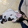 animal, belly, black, brown, cute, dog, dog_bed, floor, fur, indoors, paw, pet, puppy, relaxed, resting, sleeping, small, tile_floor, white, young