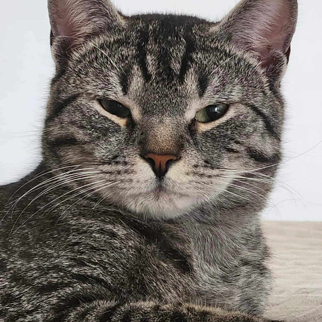 Vasco participe au concours pour gagner de l'argent avec cette photo : animal, cat, close_up, cute, domestic_cat, ears, feline, fur, indoor, laying_down, mammal, pet, portrait, relaxed, resting, sleepy, soft, striped, tabby, whiskers