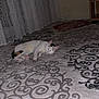 cat, indoor, carpet, patterned, curtains, floor, pet, animal, relaxed, lying_down, white_cat, home, room, furniture, wooden_shelf, decor, cozy, quiet, domestic, flash