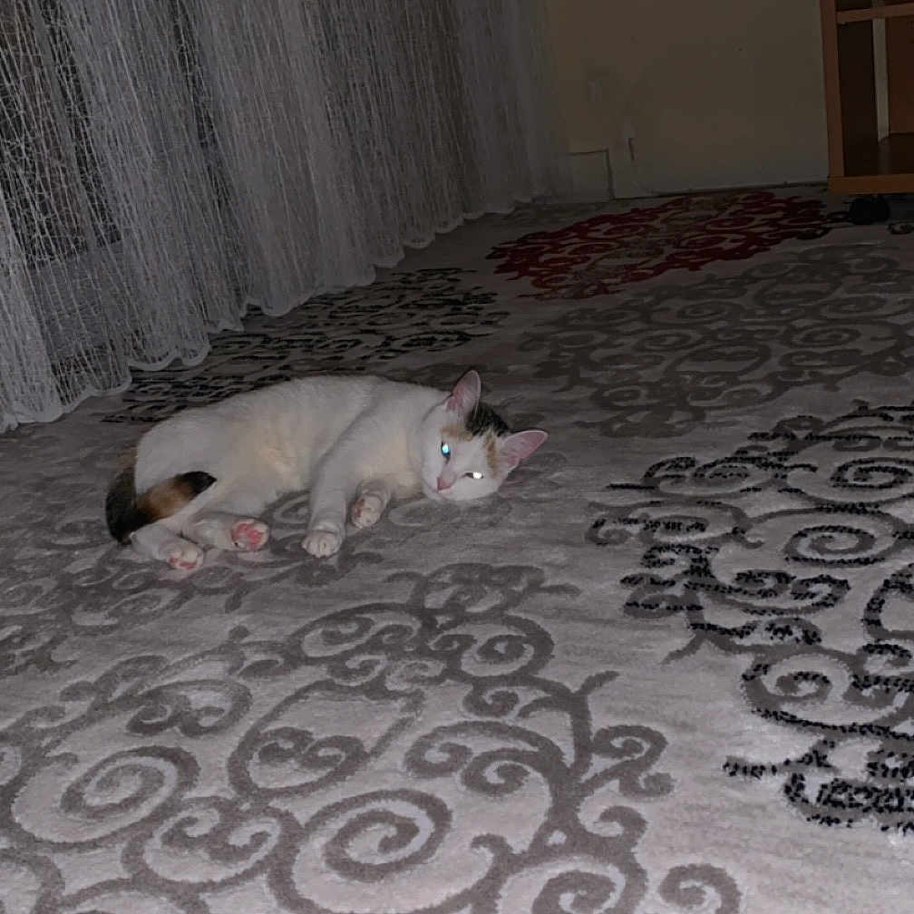 Nini participe au concours pour gagner de l'argent avec cette photo : animal, carpet, cat, cozy, curtains, decor, domestic, flash, floor, furniture, home, indoor, lying_down, patterned, pet, quiet, relaxed, room, white_cat, wooden_shelf