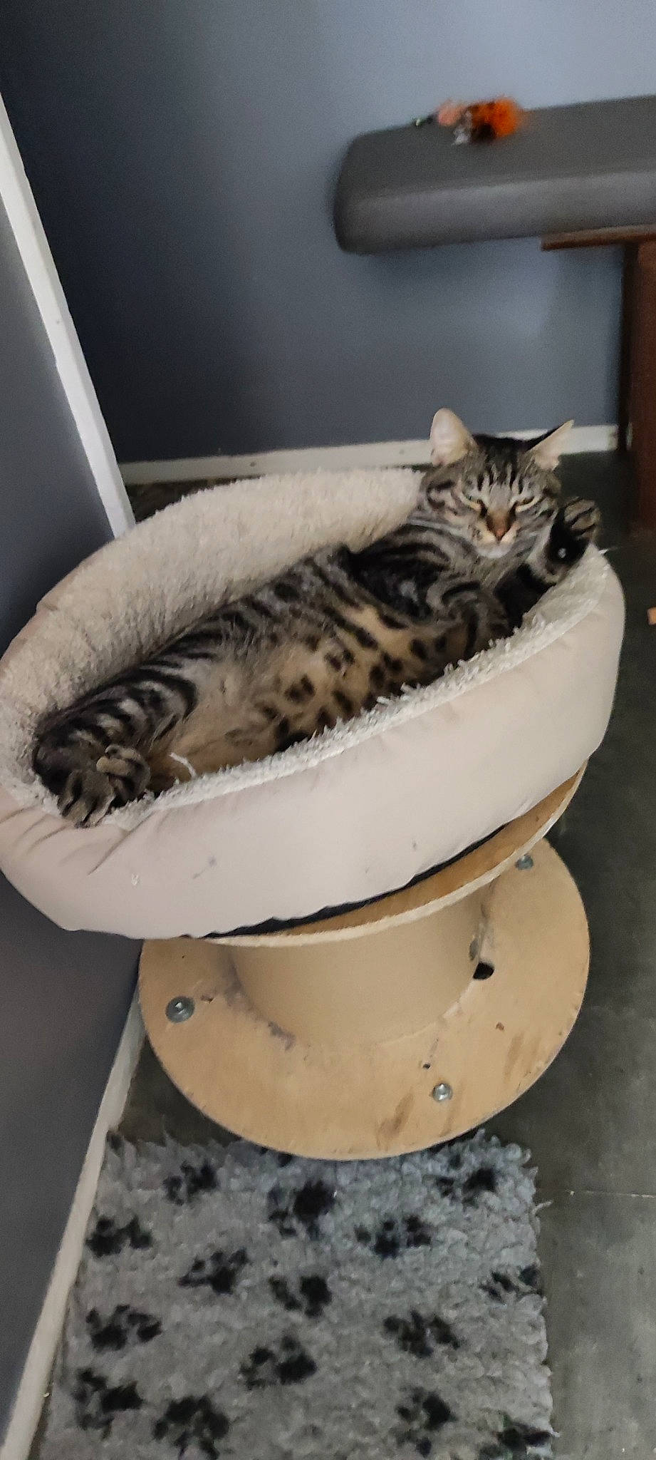 Ulysse participe au concours pour gagner de l'argent avec cette photo : automotive_tire, carnivore, cat, cat_bed, cat_supply, ceramic, domestic_short_haired_cat, felidae, fur, laptop, pet_food, pet_supply, plumbing_fixture, porcelain, serveware, small_to_medium_sized_cats, tail, terrestrial_animal, toilet, whiskers