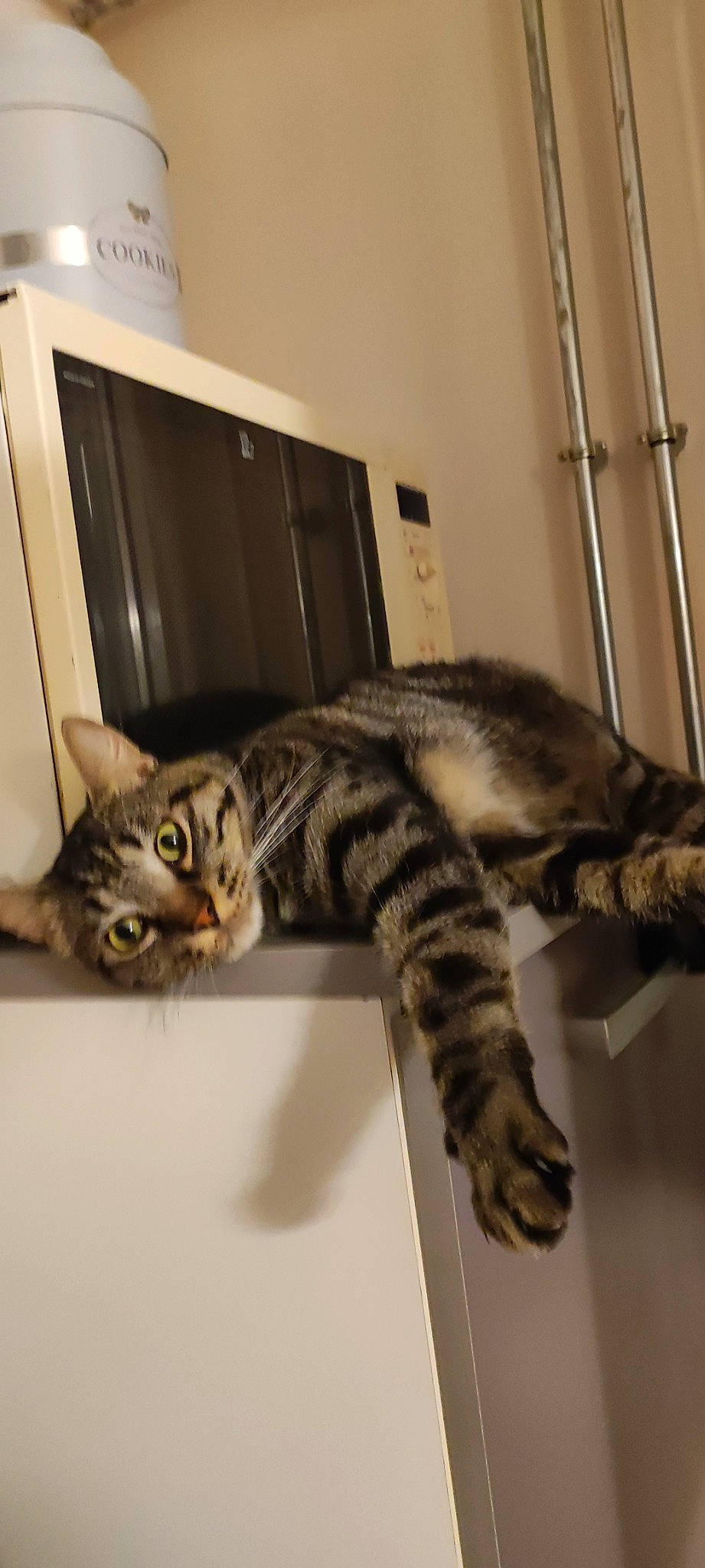 Ulysse a rejoint le concours — aidez-le/la à gagner de superbes lots ! carnivore, cat, claw, comfort, domestic_short_haired_cat, felidae, fur, metal, paw, small_to_medium_sized_cats, snout, tail, terrestrial_animal, vertebrate, whiskers