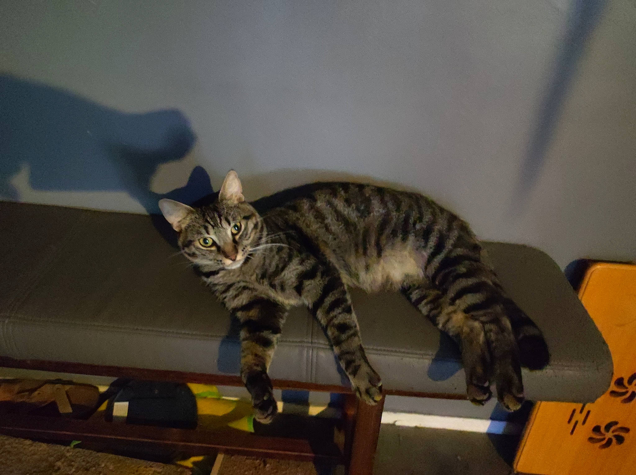 Ulysse participe au concours pour gagner de l'argent avec cette photo : art, carnivore, cat, claw, domestic_short_haired_cat, felidae, fur, grey, paw, room, small_to_medium_sized_cats, snout, tail, terrestrial_animal, whiskers