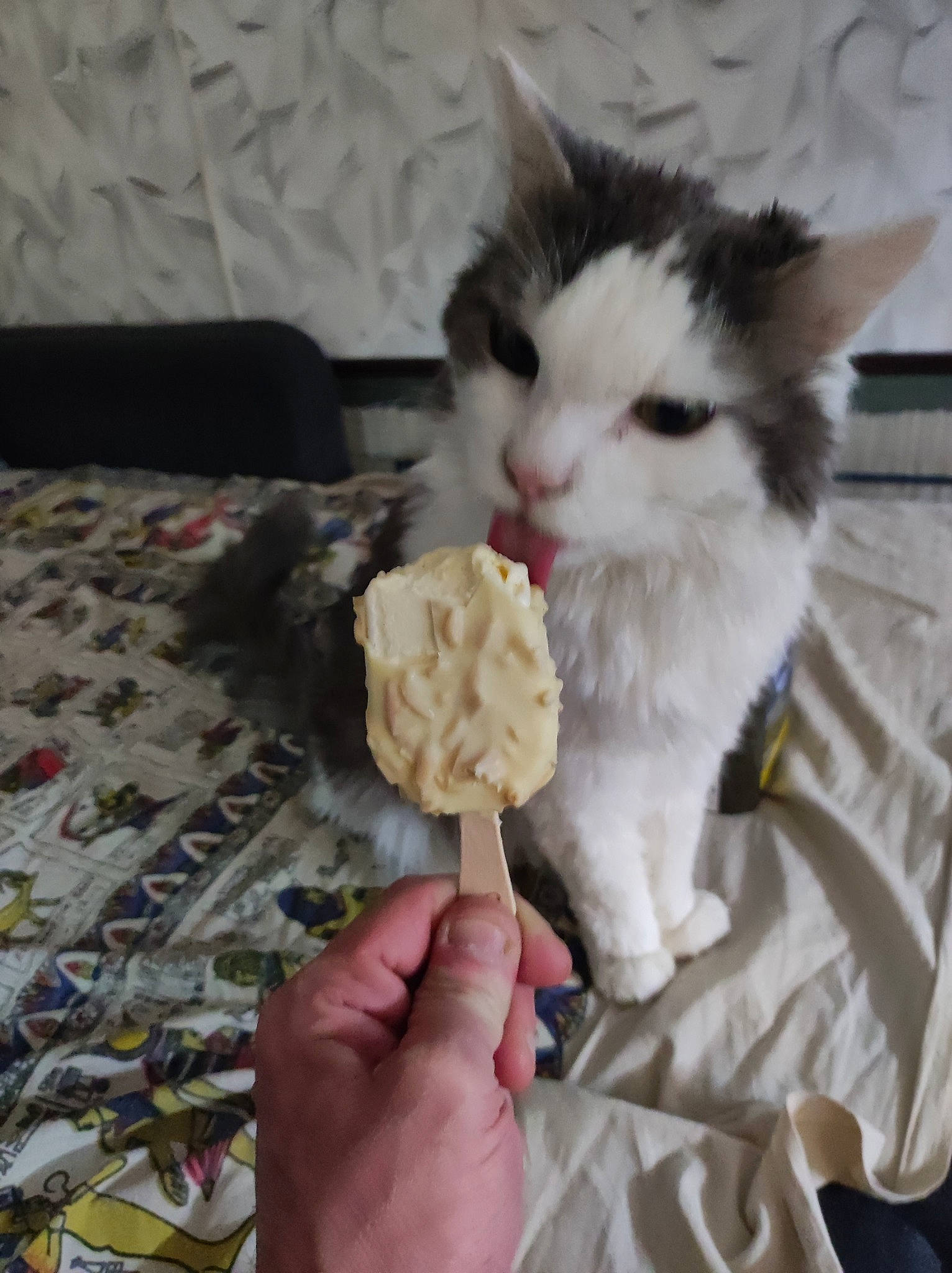 Grisou participe au concours pour gagner de l'argent avec cette photo : art, carnivore, cat, comfort, comfort_food, companion_dog, eye, fawn, felidae, flooring, food, fur, hand, nail, plant, small_to_medium_sized_cats, snout, tail, whiskers, wood