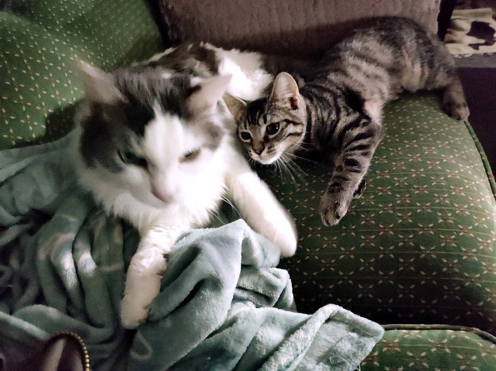 Grisou a rejoint le concours — aidez-le/la à gagner de superbes lots ! carnivore, cat, claw, comfort, domestic_short_haired_cat, eye, felidae, fur, gesture, linens, paw, photo_caption, small_to_medium_sized_cats, snout, tail, whiskers