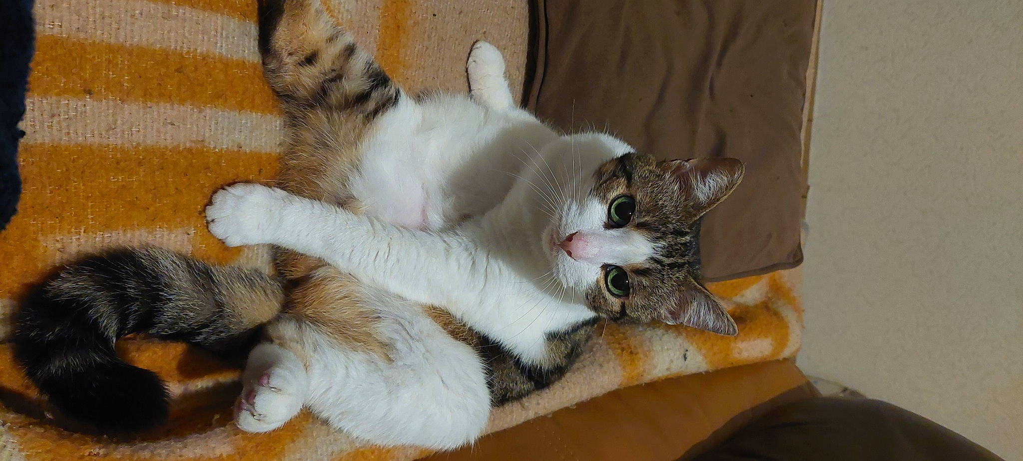 Izy participe au concours pour gagner de l'argent avec cette photo : carnivore, cat, cat_supply, claw, comfort, domestic_short_haired_cat, fawn, felidae, fur, paw, small_to_medium_sized_cats, snout, tail, whiskers