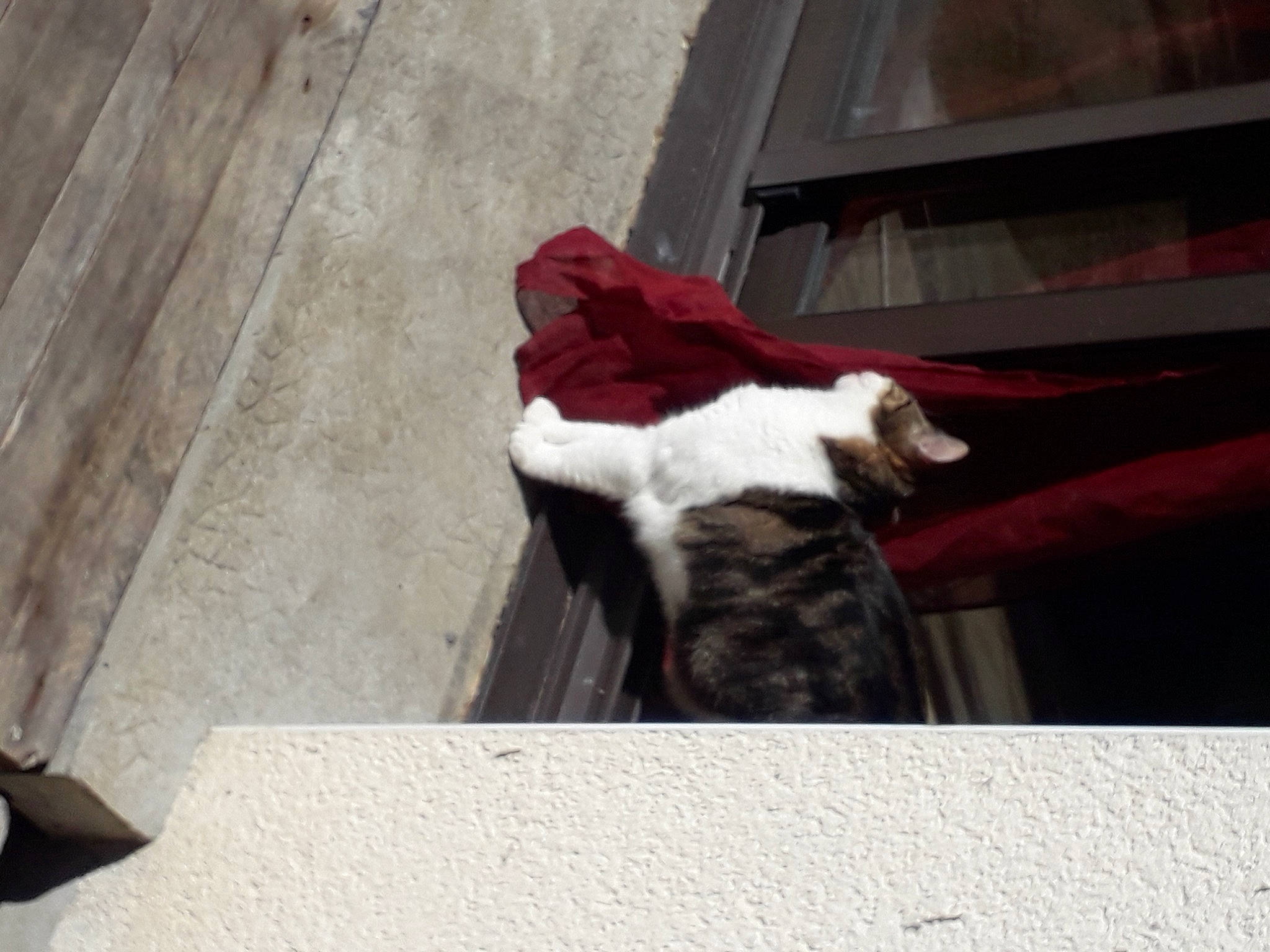 Izy participe au concours pour gagner de l'argent avec cette photo : canidae, carmine, carnivore, companion_dog, dog, dog_breed, fawn, felidae, flooring, fur, small_to_medium_sized_cats, snout, sporting_group, tail, terrestrial_animal, tints_and_shades, vehicle_door, window, wood, working_animal