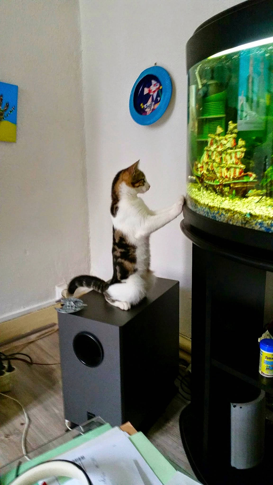 Izy a rejoint le concours — aidez-le/la à gagner de superbes lots ! aquarium, aquatic_plant, audio_equipment, blue, carnivore, cat, cat_supply, domestic_short_haired_cat, felidae, home_appliance, machine, output_device, peripheral, pet_supply, plant, room, small_to_medium_sized_cats, tail, vertebrate, whiskers