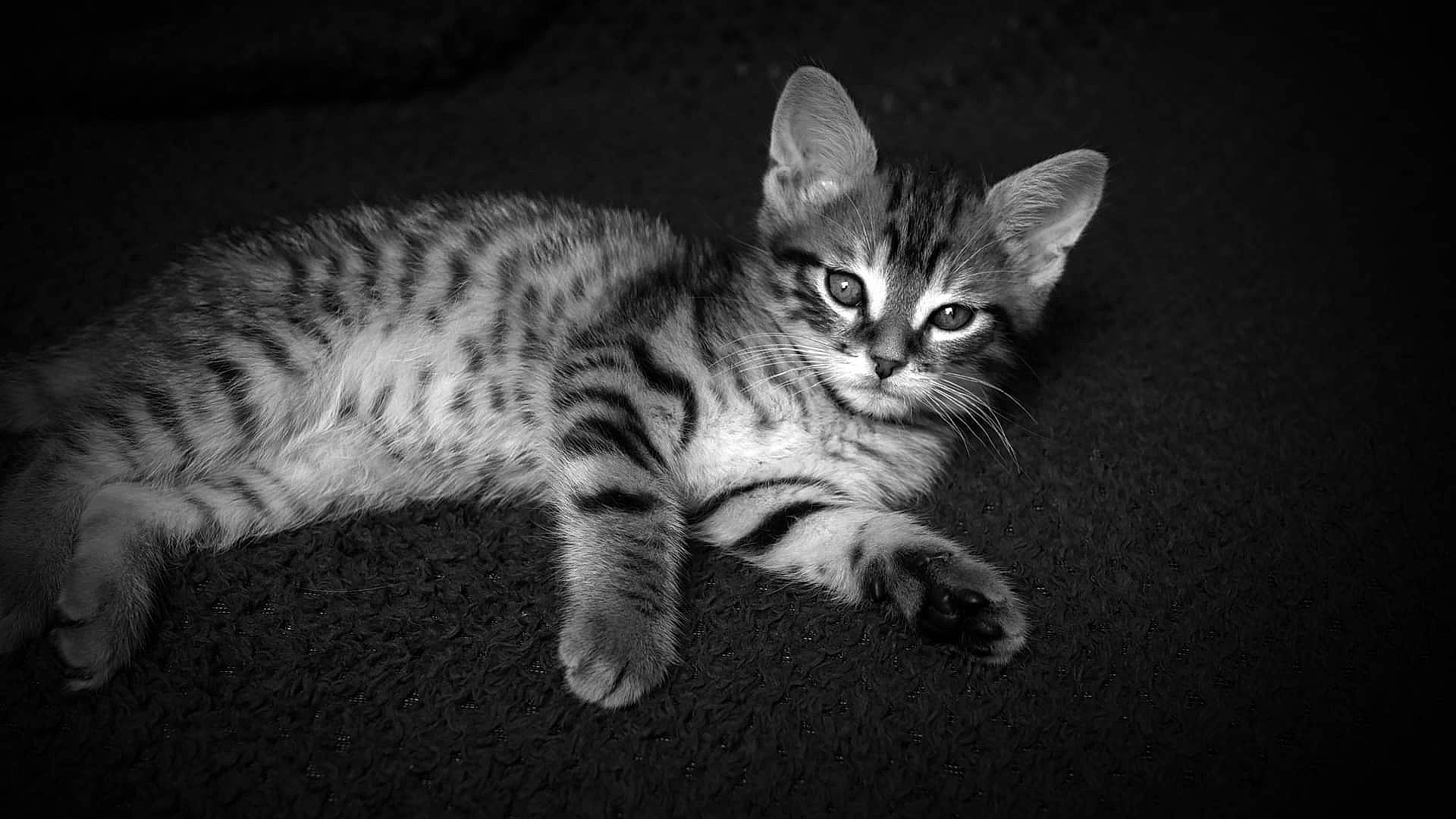 Rio participe au concours pour gagner de l'argent avec cette photo : carnivore, cat, claw, darkness, domestic_short_haired_cat, felidae, fur, monochrome, monochrome_photography, night, paw, sitting, small_to_medium_sized_cats, snout, tail, terrestrial_animal, whiskers, wildlife