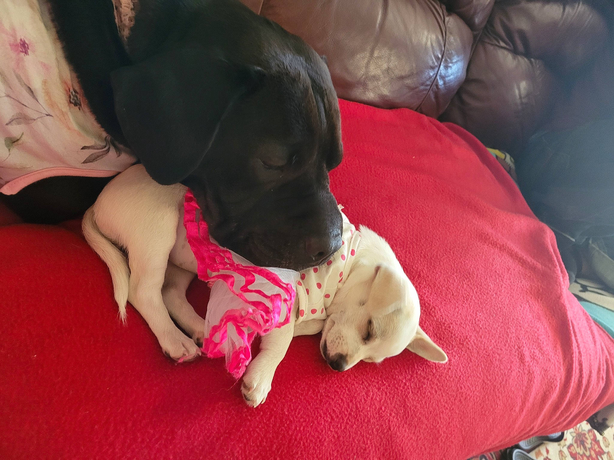 Little Girl joined the competition — help win amazing prizes! canidae, carmine, carnivore, comfort, companion_dog, dog, dog_breed, dog_supply, fawn, foot, fur, human_leg, magenta, non_sporting_group, paw, sporting_group, working_animal