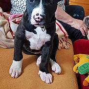 Darko participe au concours pour gagner de l'argent avec cette photo : puppy, dog, black_and_white, sitting, blanket, person, polka_dot, shirt, glass, couch, indoor, furniture, hand, toy, yellow, red, orange, nose, cute, pet