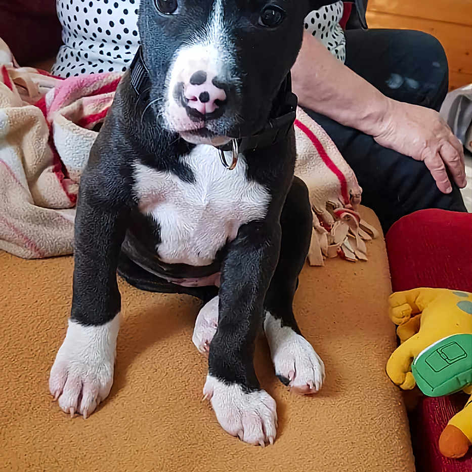 Darko participe au concours pour gagner de l'argent avec cette photo : puppy, dog, black_and_white, sitting, blanket, person, polka_dot, shirt, glass, couch, indoor, furniture, hand, toy, yellow, red, orange, nose, cute, pet