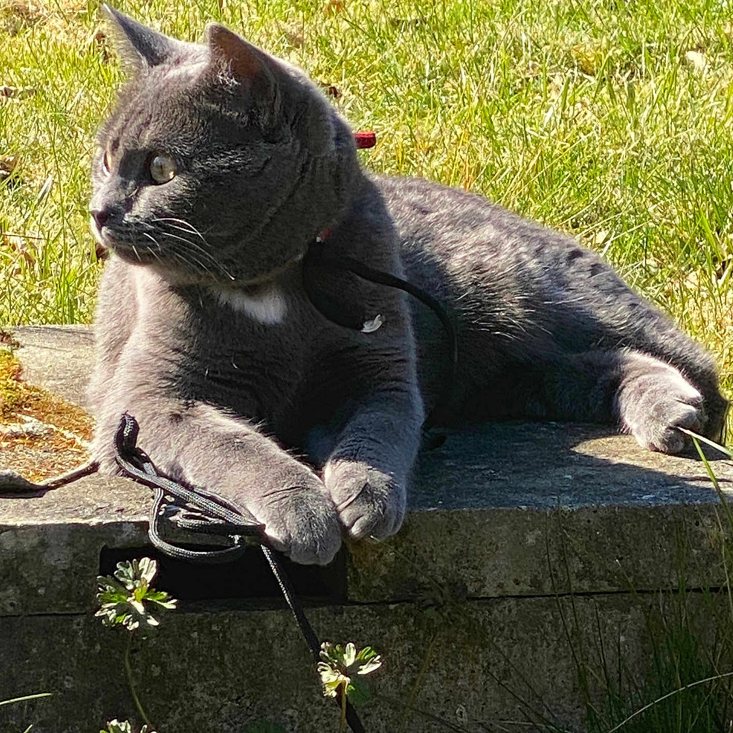 Choupette a rejoint le concours — aidez-le/la à gagner de superbes lots ! animal, architecture, backyard, bench, cat, fountain, furniture, grass, gravestone, kitten, lawn, nature, outdoors, pet, plant, pottedplant, rock, slate, tomb, water