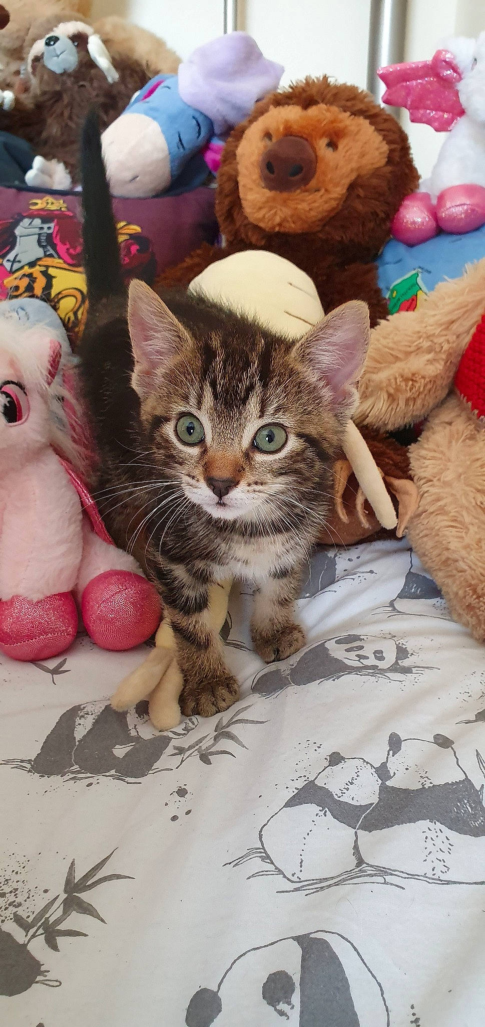 Duck is registered to the contest to win money with this photo: american_shorthair, asian, bengal, carnivore, cat, domestic_short_haired_cat, european_shorthair, fawn, felidae, kitten, pixie_bob, small_to_medium_sized_cats, tabby_cat, whiskers