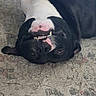 David is registered to the contest to win money with this photo: dog, black_and_white, upside_down, carpet, teeth, playful, pet, animal, indoor, lying_down, funny_face, cute, canine, fur, nose, ears, smile, tongue, resting, floor