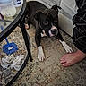 David is registered to the contest to win money with this photo: dog, black_and_white, carpet, couch, foot, socks, glass_table, baby_bottle, cleaning_tool, indoor, pet, resting, curious, cozy, home, furniture, floor, living_room, animal, casual