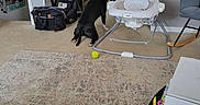 David is registered to the contest to win money with this photo: dog, carpet, baby_swing, living_room, lamp, chair, table, books, box, toy, window, door, cabinet, tennis_ball, floor, wall, baby_gear, pet, indoor, furniture