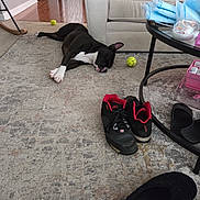 David joined the competition — help win amazing prizes! dog, black_and_white, carpet, living_room, sneakers, yellow_ball, table, couch, floor, wood_flooring, furniture, pet, relaxing, indoor, toy, household_items, slippers, door, cabinet, resting