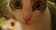 Bean is registered to the contest to win money with this photo: cat, close_up, wide_eyes, curious, indoor, toys, colorful, blanket, pet, feline, whiskers, pink_nose, domestic_animal, playful, cozy, fur, portrait, animal, cute, close