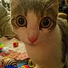 cat, close_up, wide_eyes, curious, indoor, toys, colorful, blanket, pet, feline, whiskers, pink_nose, domestic_animal, playful, cozy, fur, portrait, animal, cute, close