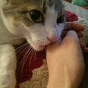 Bean is registered to the contest to win money with this photo: cat, hand, close_up, whiskers, feline, pet, domestic_animal, curious, nibbling, cozy, knitted_blanket, indoor, soft_lighting, cute, animal, companion, furry, playful, relaxed, touch