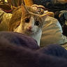 cat, indoor, curious, wide_eyes, blanket, furniture, chair, clothing, couch, pillow, cozy, fur, pet, animal, whiskers, ears, living_room, soft_light, domestic, relaxed