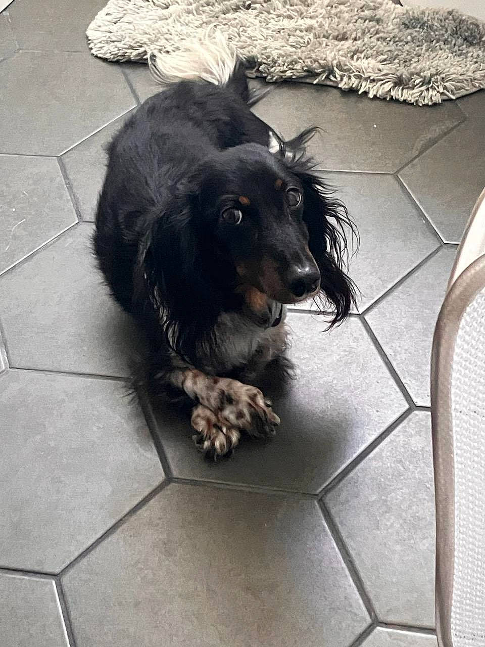 Sly joined the competition — help win amazing prizes! asphalt, canidae, carnivore, companion_dog, dog, dog_breed, dog_supply, driveway, floor, flooring, fur, handwriting, leash, paw, road_surface, sidewalk, snout, sporting_group, tail, working_animal