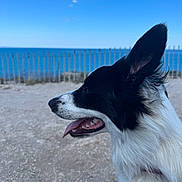 Vixie participe au concours pour gagner de l'argent avec cette photo : animal, black_and_white, blue_sky, border_collie, canine, close_up, daylight, dog, ears, fence, fur, happy, nature, outdoor, pet, portrait, seaside, side_profile, snout, tongue_out