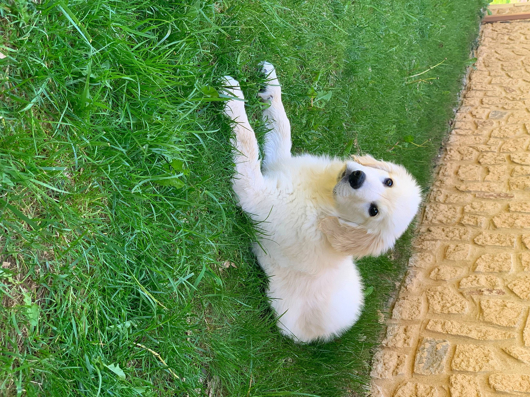 Taiko a rejoint le concours — aidez-le/la à gagner de superbes lots ! ball, canidae, carnivore, companion_dog, dog_breed, fawn, felidae, fur, grass, grassland, groundcover, mammal, pasture, plant, snout, sporting_group, tail, terrestrial_animal, toy, wildlife