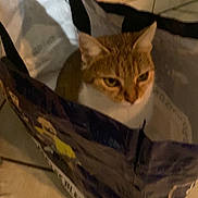 Hana a rejoint le concours — aidez-le/la à gagner de superbes lots ! cat, shopping_bag, indoor, floor, tile, wall, cozy, pet, animal, curious, brown_cat, white_fur, container, domestic_cat, feline, sitting, closeup, quiet, home, cute