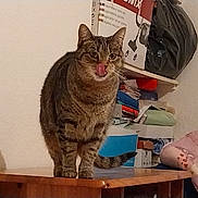 Toffee participe au concours pour gagner de l'argent avec cette photo : cat, tabby_cat, animal, pet, standing, licking, tongue, whiskers, ears, fur, striped_fur, brown, indoor, wooden_table, shelf, clutter, clothing, bags, plush_toy, portrait