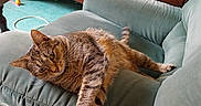 Toffee participe au concours pour gagner de l'argent avec cette photo : cat, tabby_cat, pet, animal, feline, lounging, sleepy, relaxed, sofa, couch, indoors, living_room, furniture, carved_wood, ornate, brown_fur, striped_fur, whiskers, tail, portrait