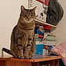 cat, tabby_cat, pet, animal, sitting, portrait, whiskers, ears, fur, brown, striped, indoors, table, wooden_furniture, shelf, boxes, clutter, stuffed_animal, bedroom, home