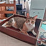 alert, animal, calico_cat, cat, cat_tree, cute, feline, furniture, green_eyes, home, indoors, kitchen, lying_down, natural_light, pet, portrait, refrigerator, sitting, whiskers, wooden_tray