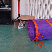 Mitten participe au concours pour gagner de l'argent avec cette photo : cat, kitten, animal, pet, face, eyes, ears, whiskers, cardboard_box, play_tunnel, purple, orange, indoor, home, floor, shelf, radiator, toy, lying_down, cute