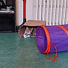 cat, kitten, animal, pet, face, eyes, ears, whiskers, cardboard_box, play_tunnel, purple, orange, indoor, home, floor, shelf, radiator, toy, lying_down, cute