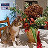 brown, cartoon, cat, chair, colorful, curious_cat, decoration, flower_arrangement, furniture, green, indoor, leaves, orange, plant, red, room, sign, table, vase, white