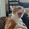 brown_fur, calico_cat, cat, chair, cozy, front_paws, fur, home, indoor, lap, open_mouth, orange_fur, pet, pink_nose, portrait, sitting, sleepy, whiskers, white_fur, yawning