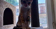 Mitten a rejoint le concours — aidez-le/la à gagner de superbes lots ! cat, kitten, orange_cat, white_cat, pet, animal, sitting, cat_tree, scratching_post, window, indoors, home, fur, ears, whiskers, portrait, sunlight, outdoor_view, cute, feline