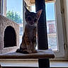 cat, kitten, orange_cat, white_cat, pet, animal, sitting, cat_tree, scratching_post, window, indoors, home, fur, ears, whiskers, portrait, sunlight, outdoor_view, cute, feline