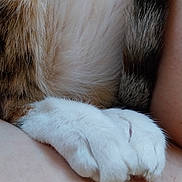 Mitten participe au concours pour gagner de l'argent avec cette photo : animal, cat, close_up, cuddling, cute, fluffy, fur, indoor, paw, paws, person, pet, portrait, relaxed, skin, sleeping, soft_texture, tabby, whiskers, white_fur