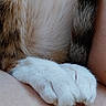 animal, cat, close_up, cuddling, cute, fluffy, fur, indoor, paw, paws, person, pet, portrait, relaxed, skin, sleeping, soft_texture, tabby, whiskers, white_fur