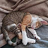 cat, kitten, kittens, sleeping, sleep, tabby, orange_and_white, cuddling, cute, adorable, animal, pet, paw, toe_beans, fur, blanket, couch, indoors, resting, portrait