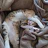 animal, blanket, cat, comfort, cozy, cuddle, cute, feline, fur, indoor, paw, pet, pink_nose, relaxing, resting, sleeping, soft, tabby, warm, whiskers
