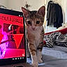 bed, bedroom, blanket, cat, clothes, computer, cozy, curious, door, exploration, furniture, home, indoor, kitten, laptop, pet, screen, striped_blanket, technology, young_cat