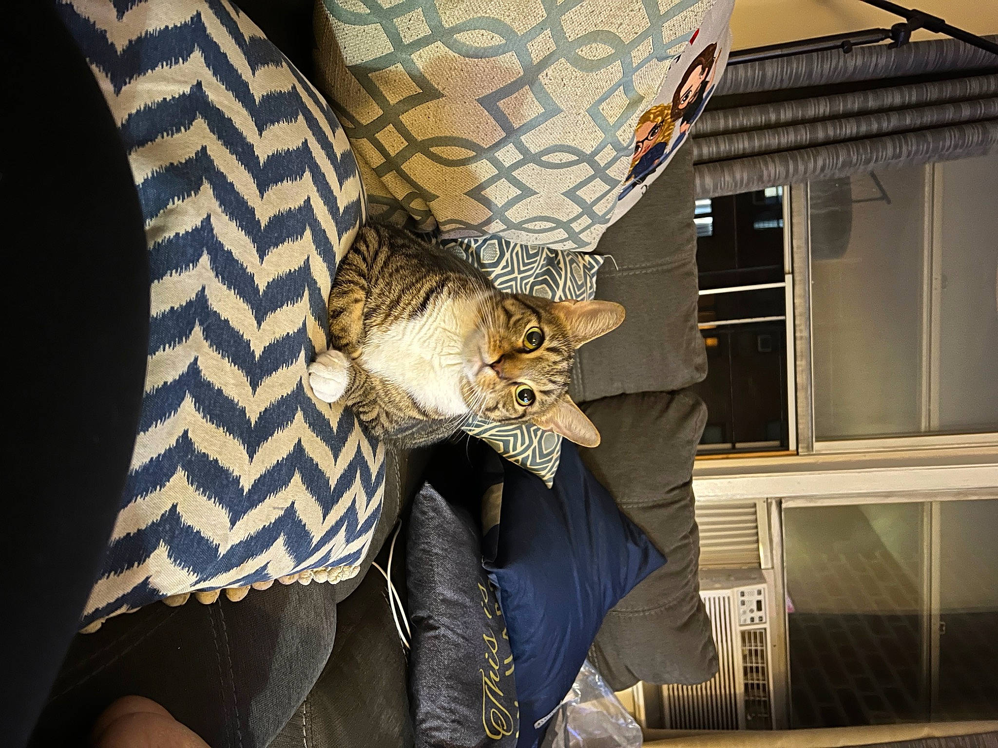 Cricket joined the competition — help win amazing prizes! carnivore, curtain, event, fashion_design, fawn, felidae, flash_photography, fur, human_leg, leg, light, lighting, pattern, room, small_to_medium_sized_cats, textile, thigh, tree, whiskers, window